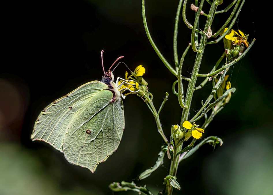 Calcinha borboleta 🦋