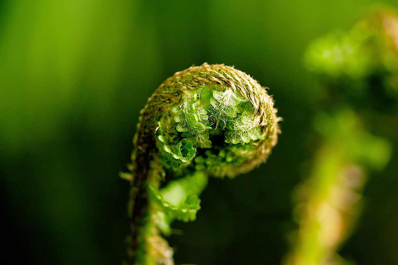 Miniatura: Mini fantasia medica plus